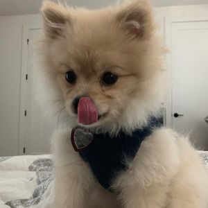 Meet your Posher, Lacey